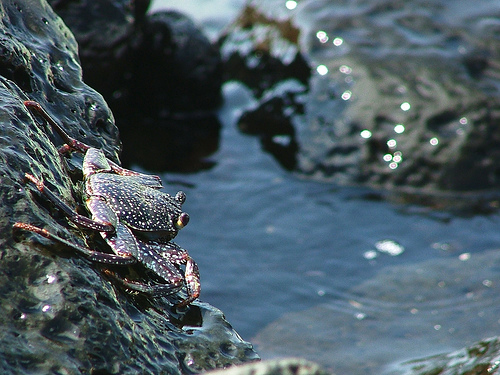 Ascension Island ZD8O