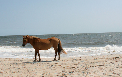 Assateague Island K3I