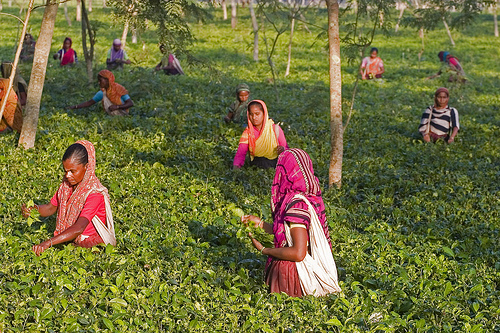 Bangladesh DX News S21FGC