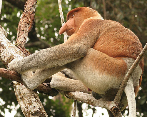 Borneo Island 9M6/UA3QNS Monkey DX News