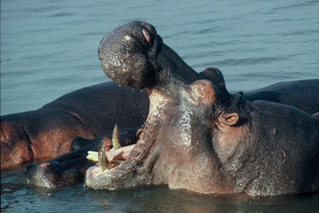 Burundi Hippopotamus