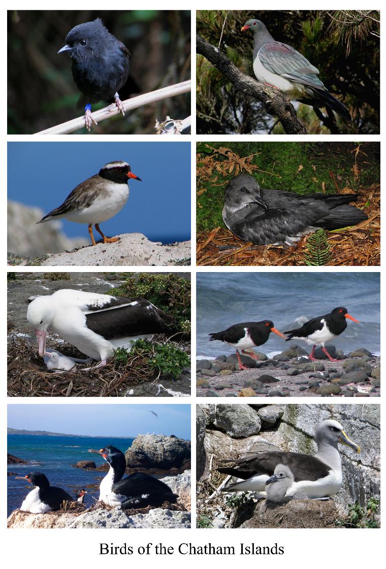 Chatham Islands Birds ZL1WY/ZL7