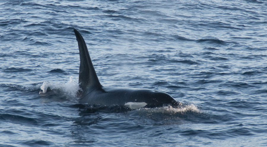Chatham Islands ZL7A