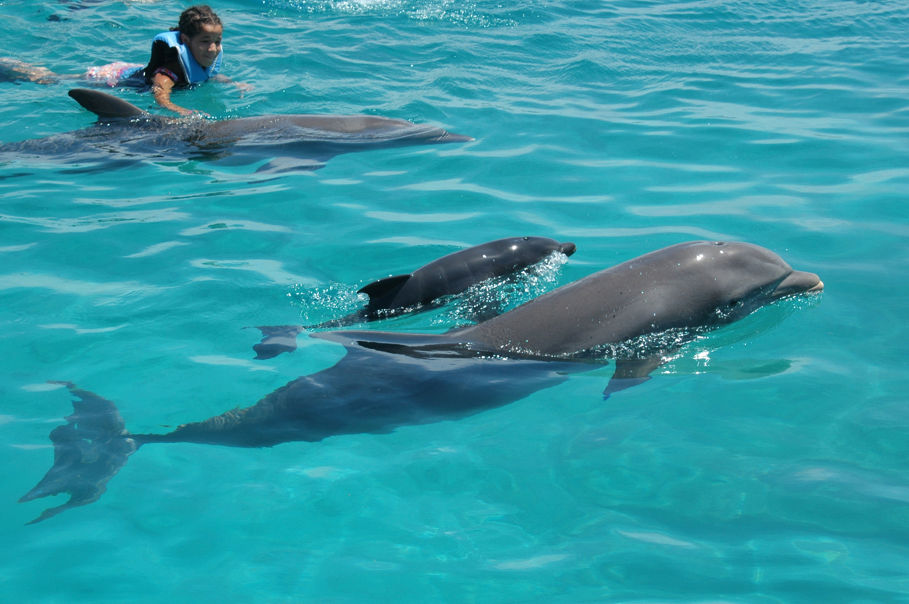 Curacao Island PJ2/W5MPC DX News Dolphins