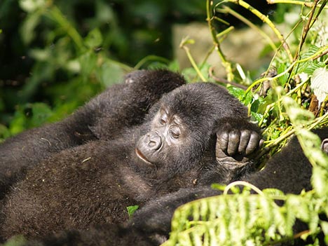 Democratic Republic of Congo 9Q0HQ/6