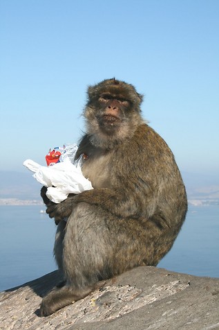 Gibraltar ZB2X