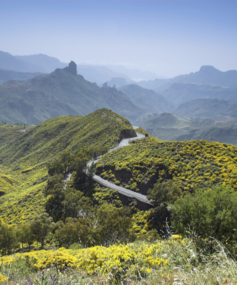 canaria