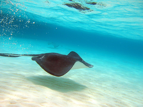 Grand Cayman Island ZF2BI