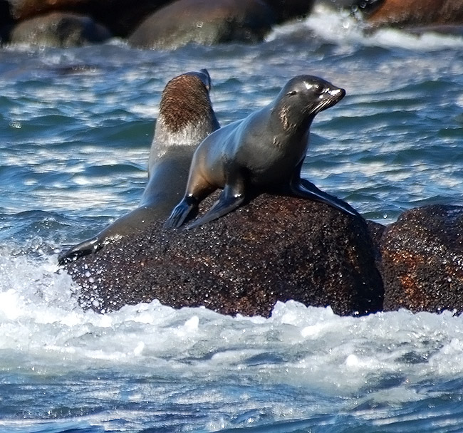 Isla de Lobos DX News CW5R