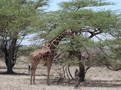 Kenya 5Z1N