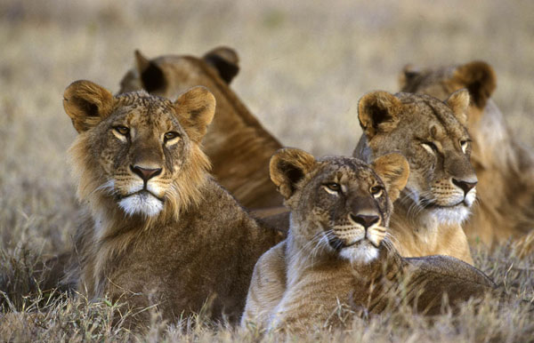 Kenya 5Z4/IZ7ATN