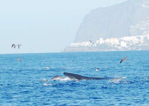 Madeira Island CR3L CQ WW DX RTTY Contest 2010
