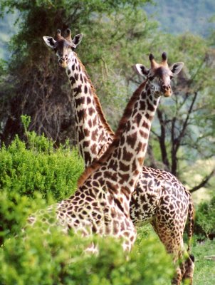 Malawi 7Q7BP Girafes