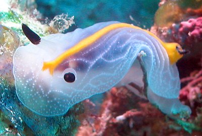 Mayotte Island FH/DH1BL
