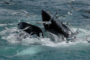Mozambique C91JR Whale