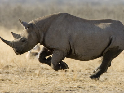 Namibia DX News V5/DK1CE Rhino