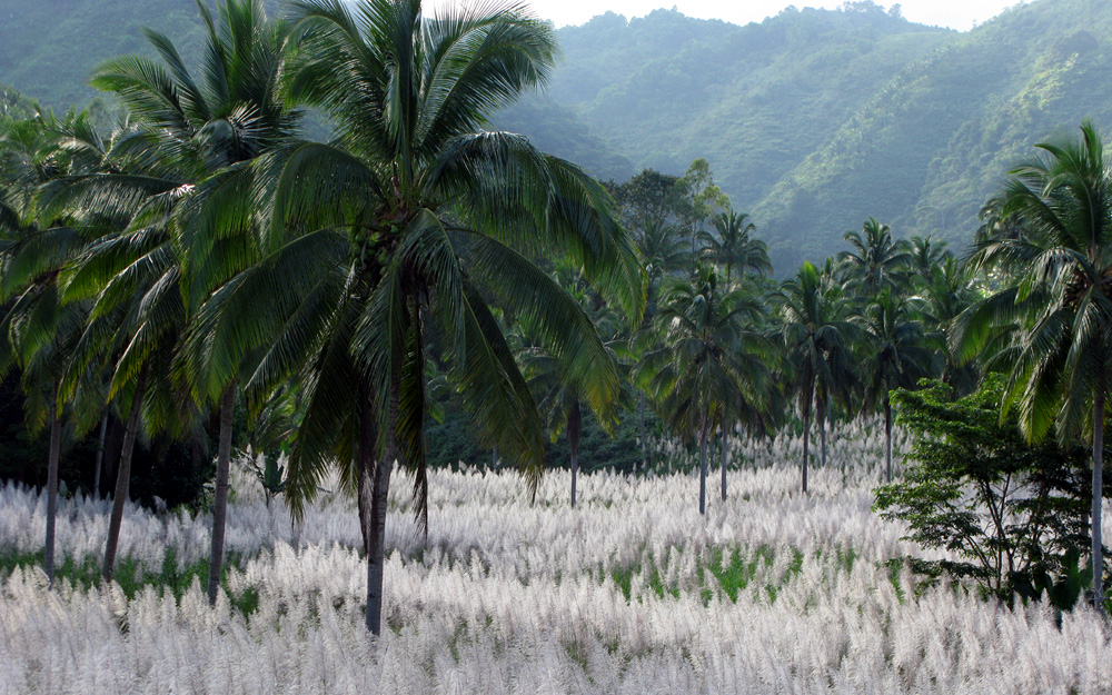 Negros Island Philippines DU7/N7ET White gras