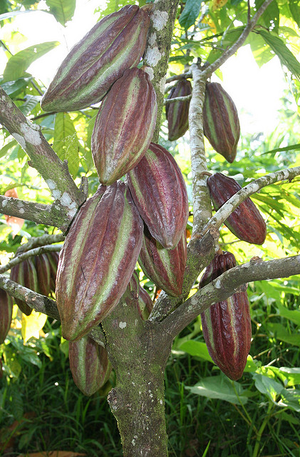 Nicaragua Cacao Tree