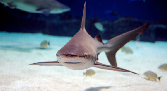 Palau Islands T88SM T88HS DX News Shark