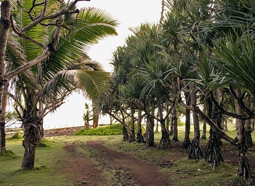Reunion Island DX News FR/F8APV
