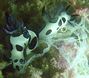 Rodrigues Island 3B9/F6HMJ