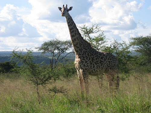Rwanda 9X0TL