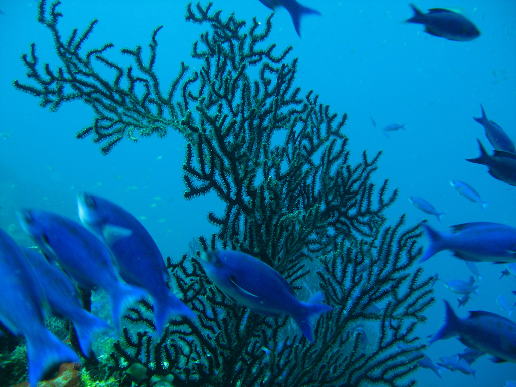 Saint Lucia Island J6BP
