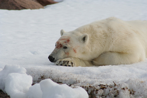 Svalbard Island JW9YG