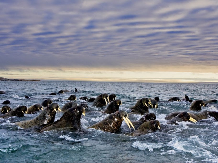 Svalbard Islands JW1RSA