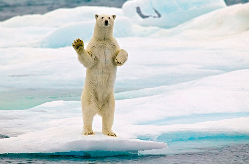 Svalbard Islands JW8HGA Polar Bear