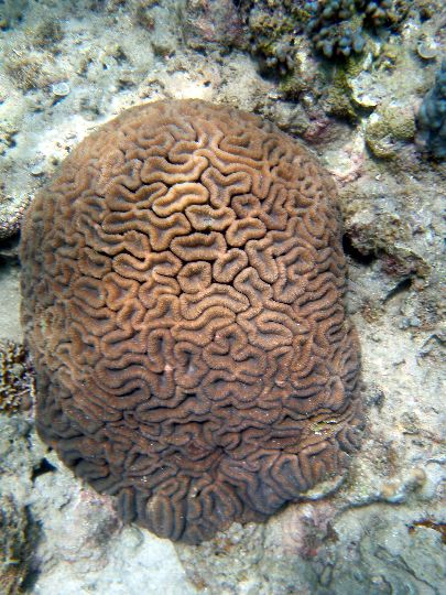 Tablas Island Philippines DX News Looc Fish