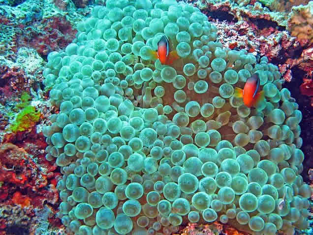 Taveuni Island Fiji Islands