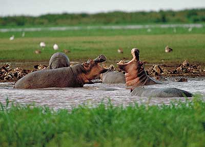 Uganda Hippopotamus 5X1NH