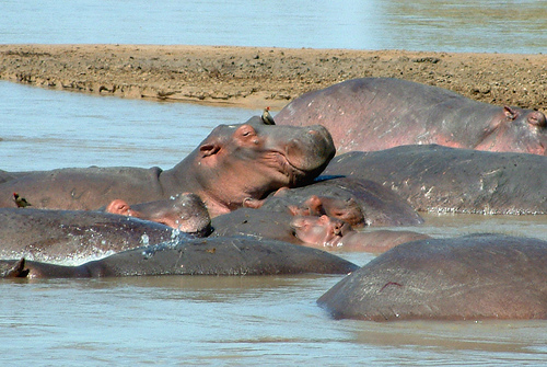 Zambia 9J3A Hippopotam