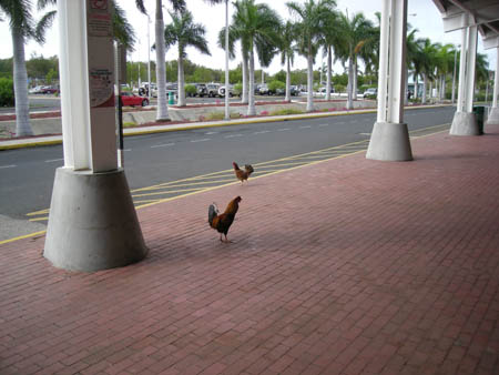 VP2VVA I saw a lot of chickens on Tortola 
